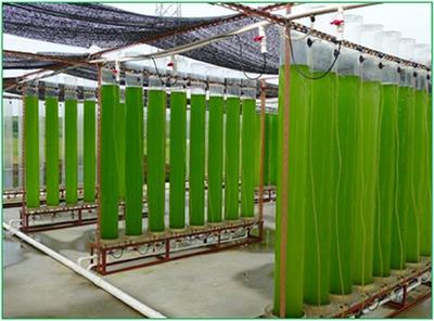 Biomass Accumulation of Chlorella Zofingiensis G1 Cultures Grown Outdoors in Photobioreactors